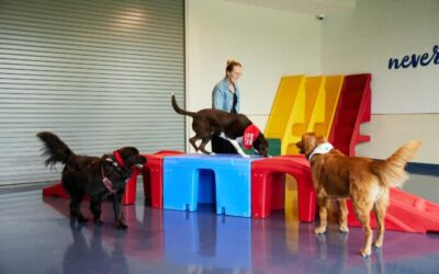 Pet benefits: Why more is latest employee retention trend | HR Executive