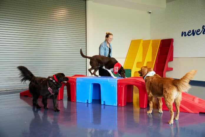 doggie day care